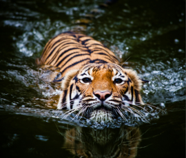 Jungle Safari Experience