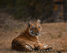 Indian Tiger Safari