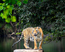 Jungle Safari India
