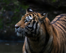 Tiger Reserve India