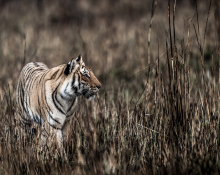 Tiger Reserve Safari