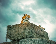 Tiger Safari Adventure