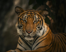 Tiger Wildlife India