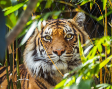 Tiger in Forest
