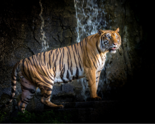 Wild Tiger Safari